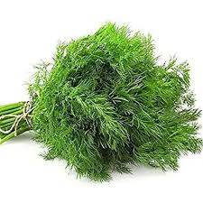 Soya Saag 500+ Seeds