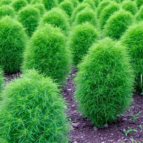 Kochia Bush 30+ Seeds (1009)