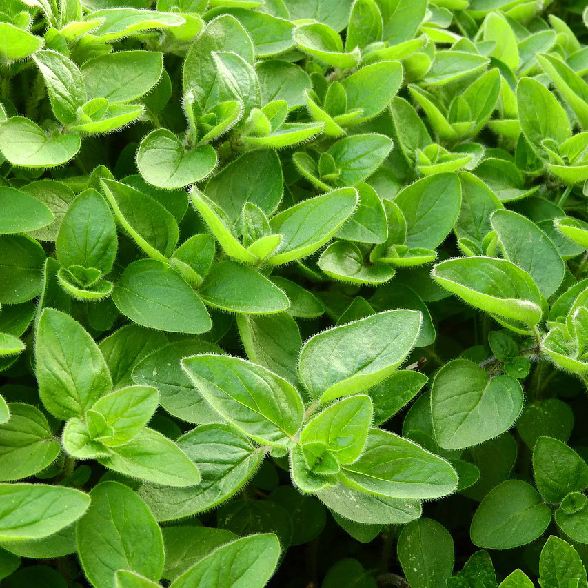 Sweet Marjoram 50+ Seeds