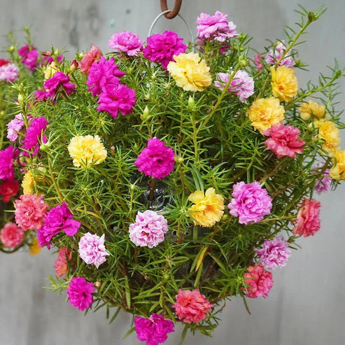 Portulaca Grandiflora Mix 100+ Seeds (1029)