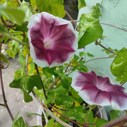 Morning Glory Chocolate Extra 15 Seeds (1026)