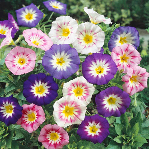Convolvulus tricolor Minor Mix 20+ Seeds (1034)