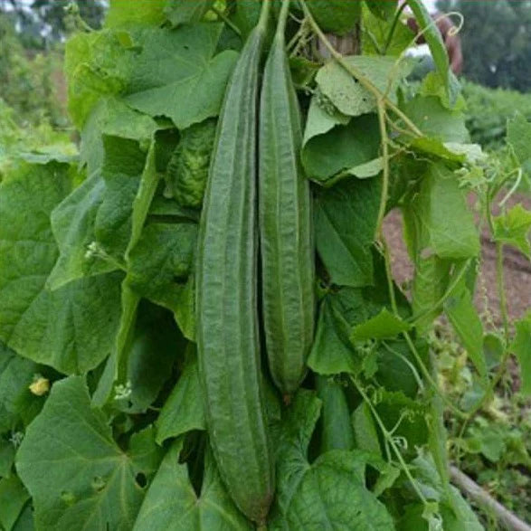 F1 Hybrid Ridged Gourd (دیسی توری) 9 Seeds