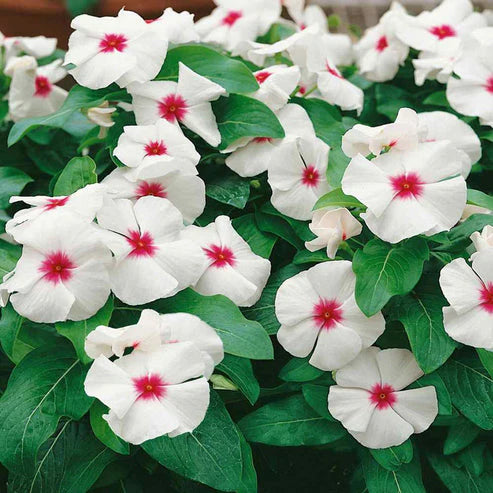 Vinca Polka Dot Dwarf 30+ Seeds (1001)