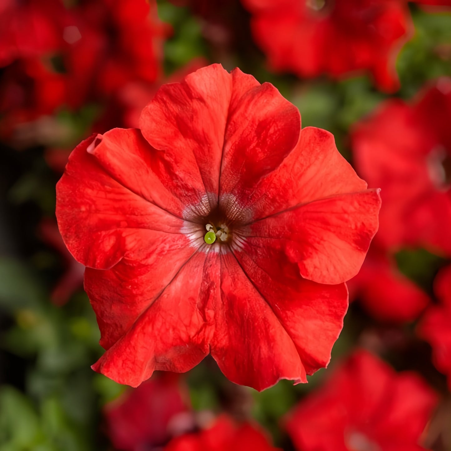 F1 Petunia Grandiflora simple Red (1057) 40+ Seeds