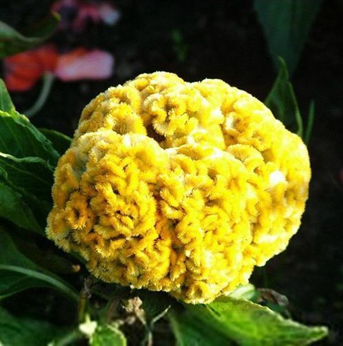 Celosia Cristata Cockscomb Golden Yellow Dwarf 50+ Seeds (1003)