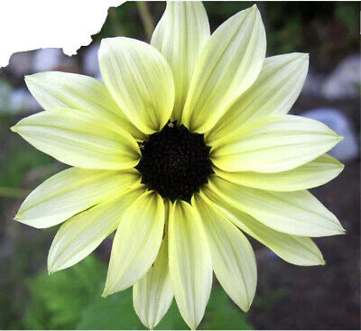 Sunflower Ice-Cream 15 Seeds (1023)