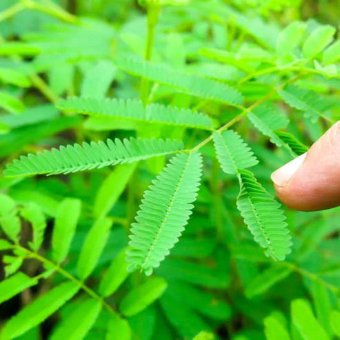 Mimosa Touch Me Not Dwarf 25+ Seeds (1027)
