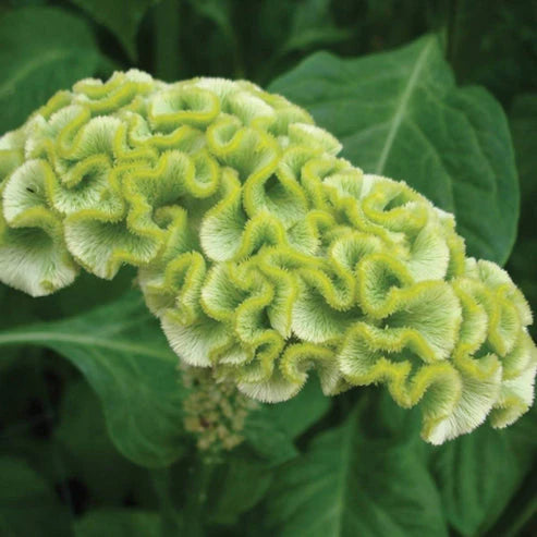Celosia Cristata Cockscomb Lemon Lime Dwarf 50+ Seeds (1004)