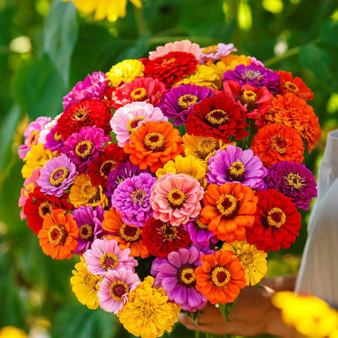 Zinnia California Giants Mix 20+ Seeds