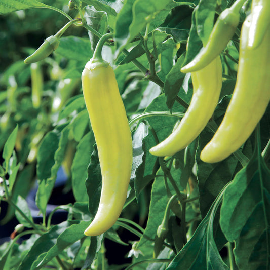 Green Banana  Peppers 10+ Seeds