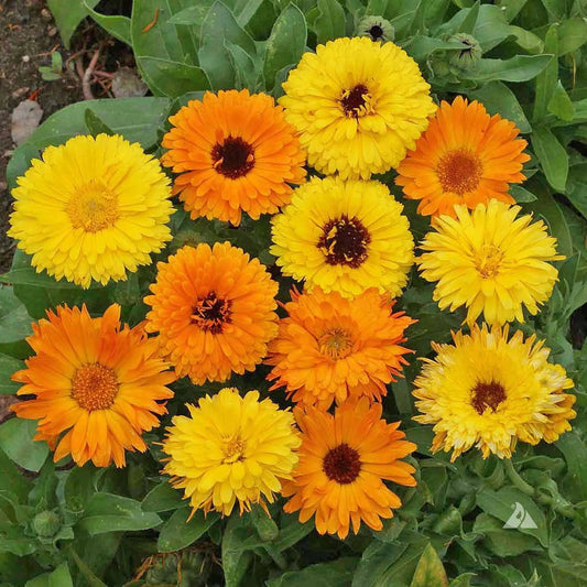 Calendula Pacific  Beauty (1005)