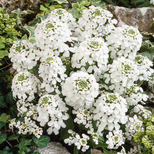 Candytuft iberis white dwarf (1009)