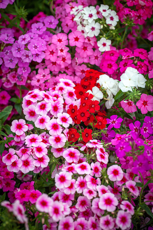 Phlox grandiflora (1010)