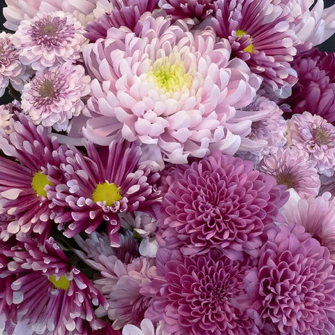 Chrysanthemum carnation mix (1015)
