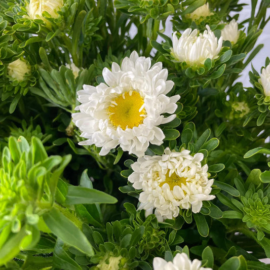 Aster Princes White (1022)