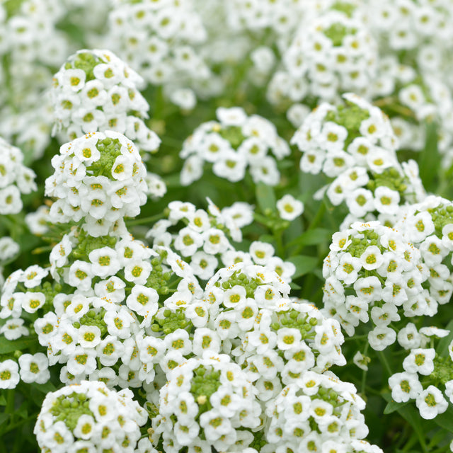 Alyssum Snow Carpet (1026) 30+ Seeds