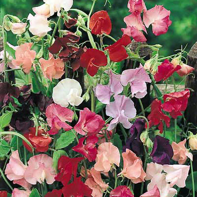 Sweet pea  Mammoth (1028) 10+ Seeds