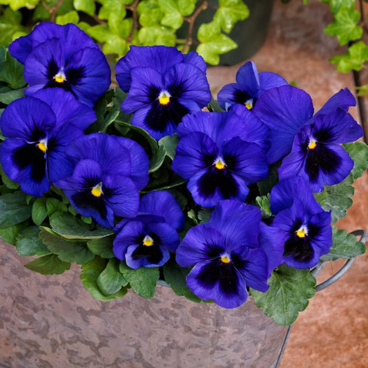 Pensy F1 Blue Blotch (1035)