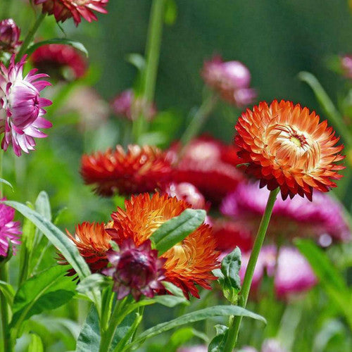 Strawflower imperial Mix (1038) 20+ Seeds