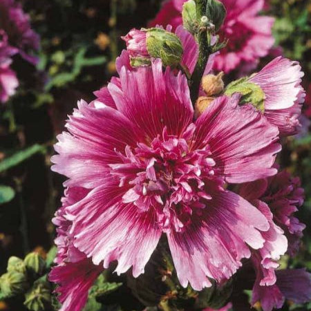 Alcea rosea Hollyhock Queeny (1039) 10+ Seeds