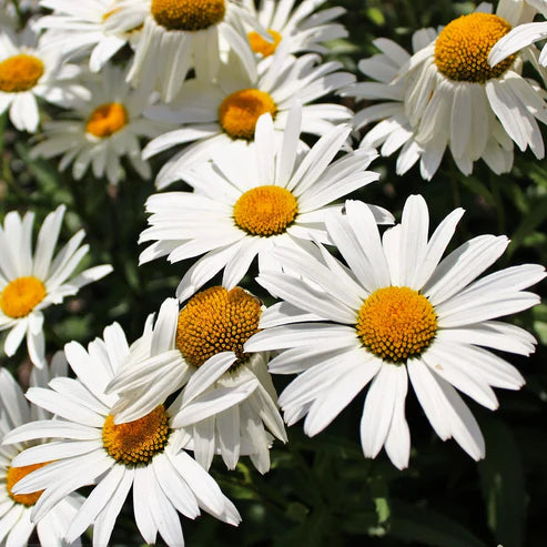 chrysanthemum shasta daisy (1041)