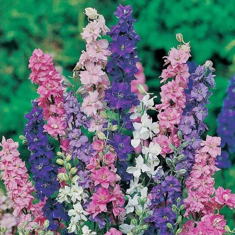 Larkspur Mix (1002)