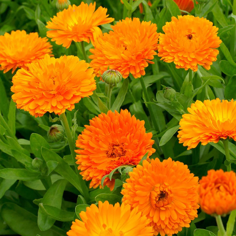 Calendula double orange (1003) 20+ Seeds
