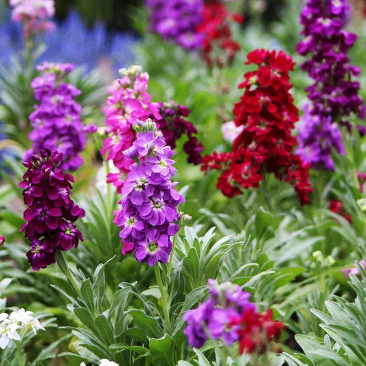 Stock Dwarf Mix (1051)