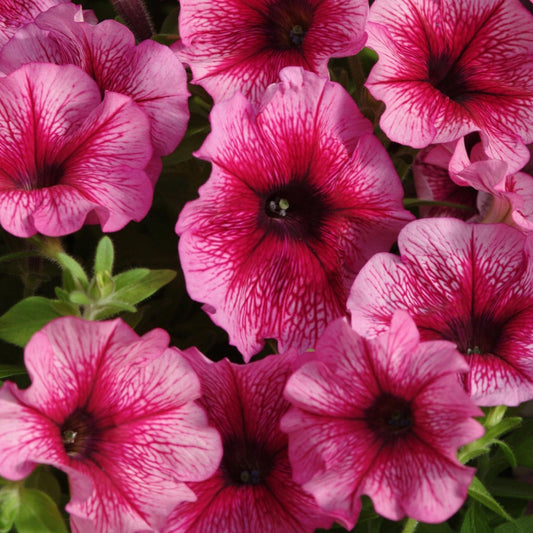 F1 Petunia grandiflora red Veined (1055)