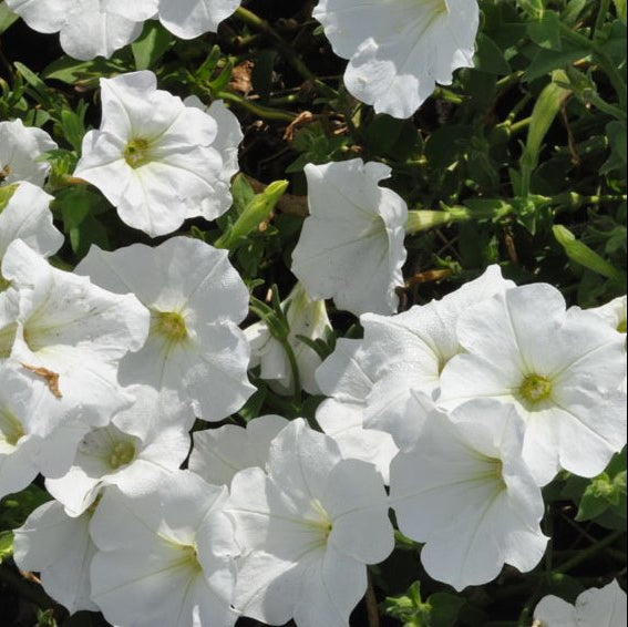 F1 Petunia Grandiflora simple White (1056) 40+ Seeds