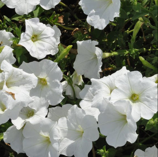 F1 Petunia Grandiflora simple White (1056)