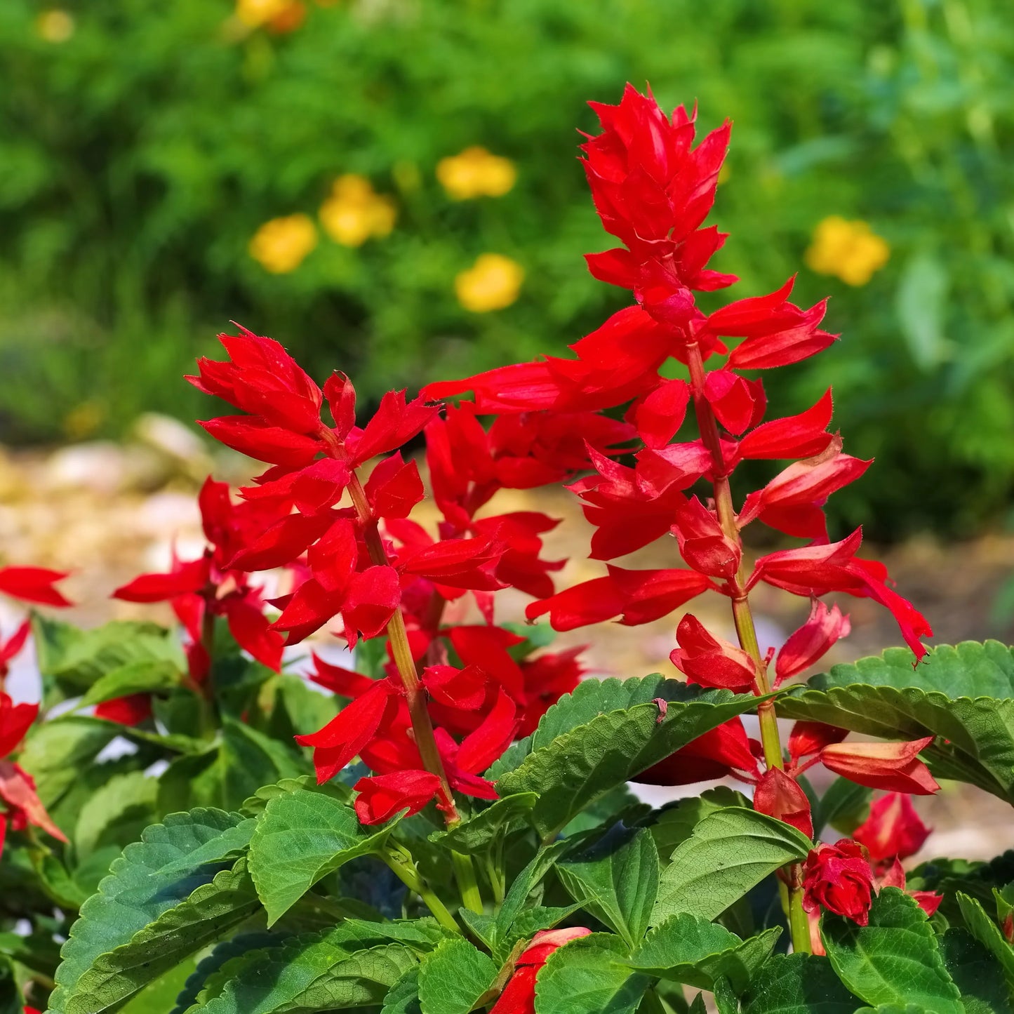 Salvia splendens st Johns fire (1059) 20+ Seeds