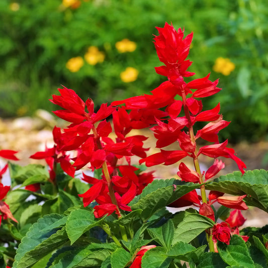 Salvia splendens st Johns fire (1059)