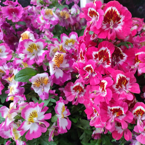 Butterfly Flower (angel wings) (1068)