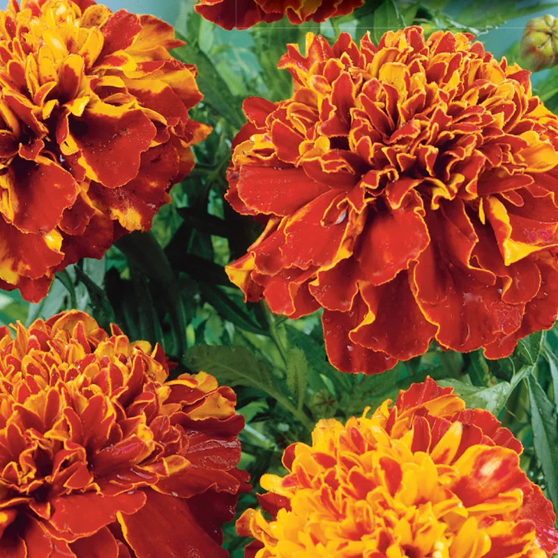 French Marigold  Double Shade Dwarf (1064) 15+ Seeds