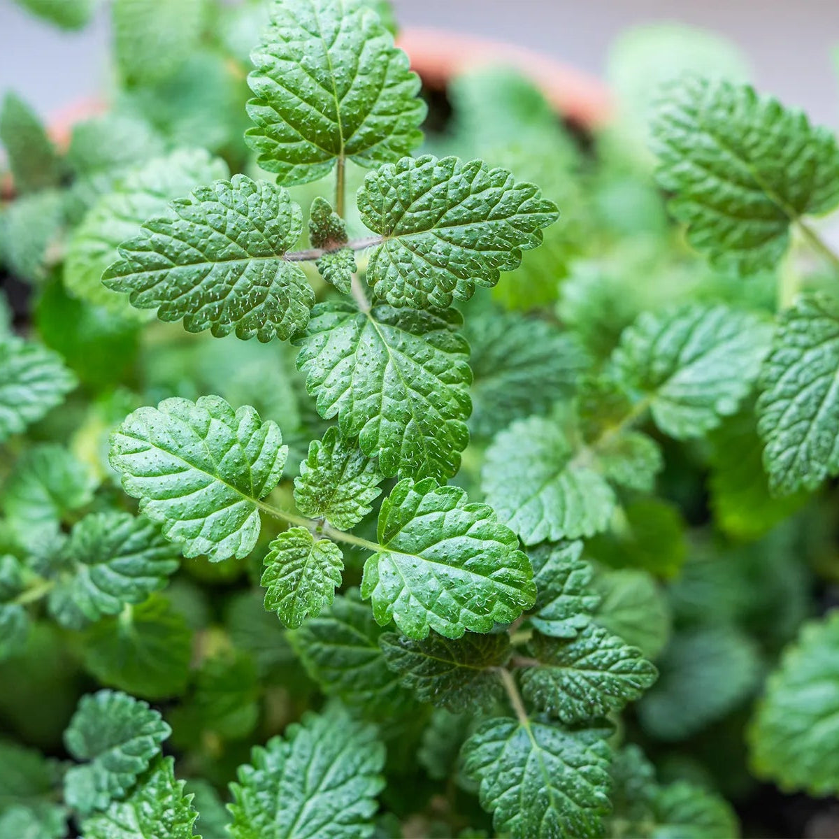 Lemon Balm 50+ Seeds