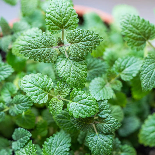 Lemon Balm 50+ Seeds
