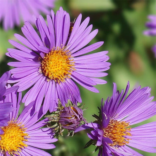 Aster New England (1019)