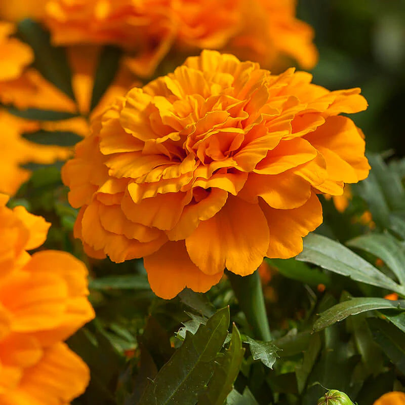 French Marigold primo Orange Dwarf (1063) 15+ Seeds