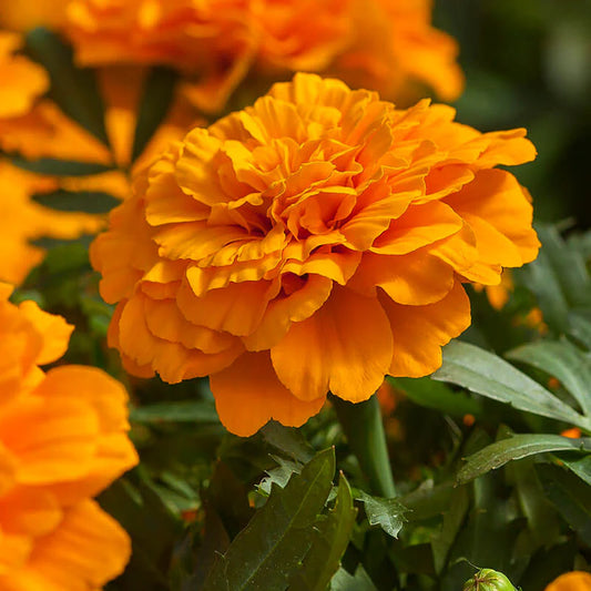 French Marigold primo Orange Dwarf (1063)