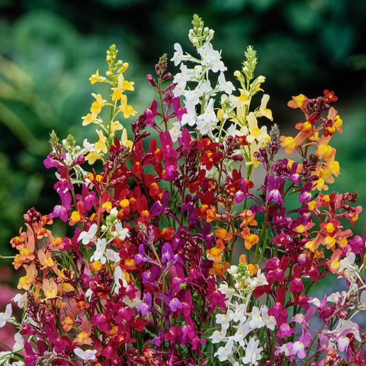 Linaria fairy  bouquet mix (1067)