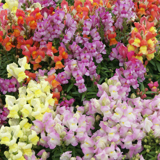 Antirrhinum  snapdragon dwarf (1040)