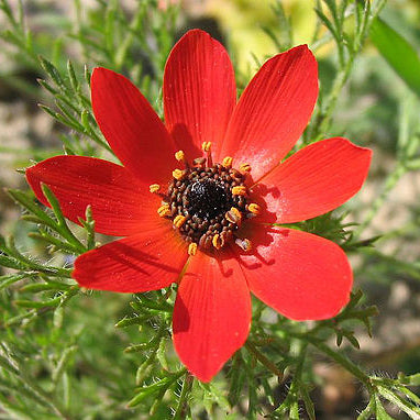 Adonis Pheasant Eye 15 seeds