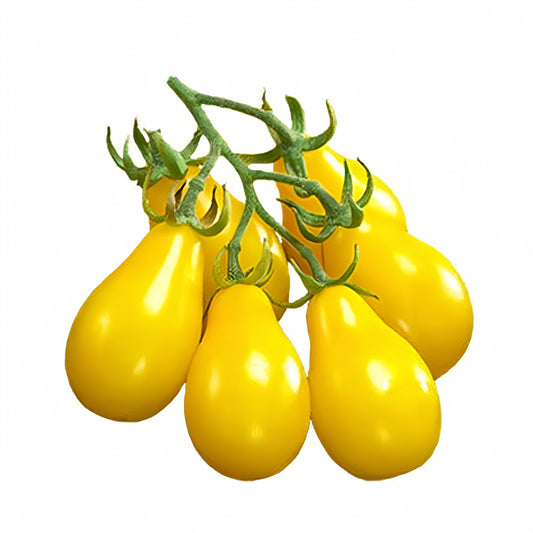 Yellow Tomatoes (پیلا ٹماٹر) 10 Seeds