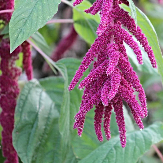 Amaranthus Love Lines 50+ seeds