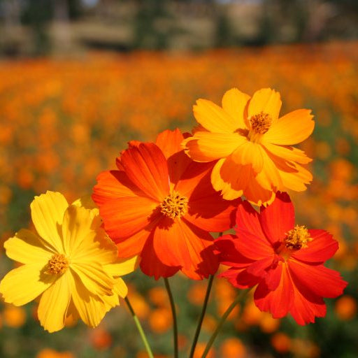 Cosmos Bright Light 20+ seeds