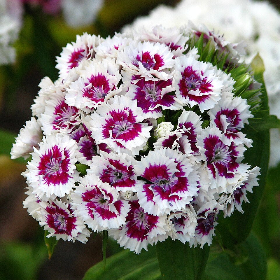 Dianthus barbatus (1001) 25+ Seeds