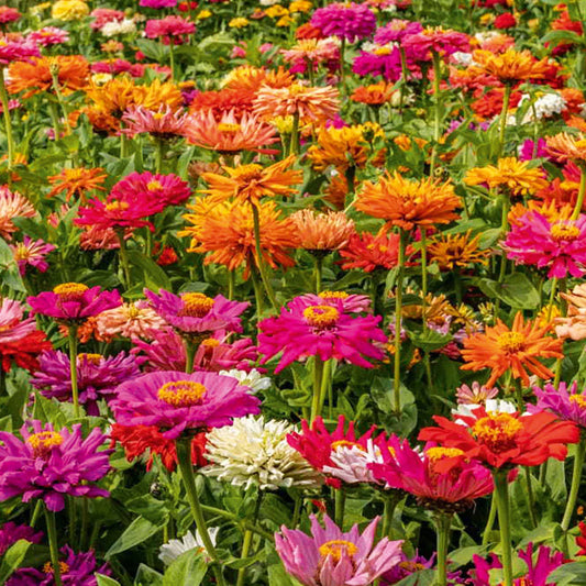 Zinnia Cactus Mix 20+ seeds