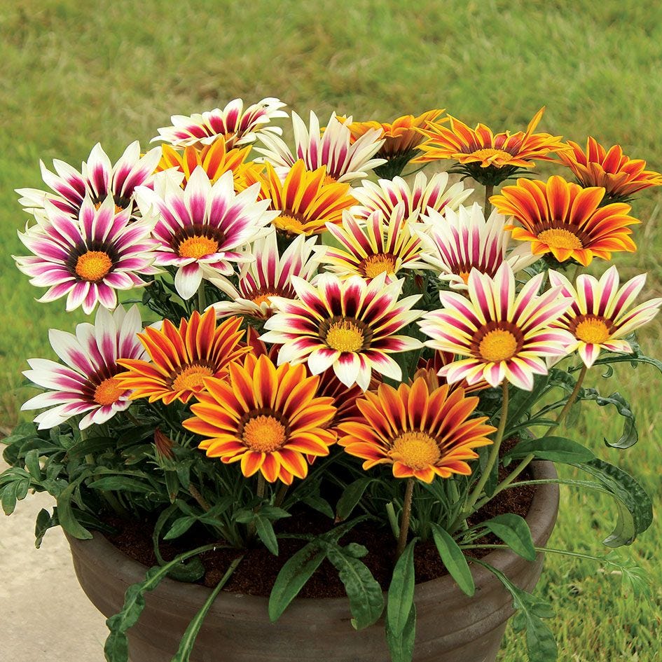 Gazania splendens sunshine mix (1047) 15+ Seeds